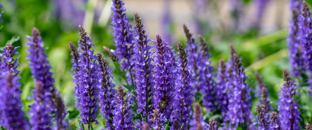 Key provocationes & Solutions in Ambros Biobase Production - A Manufacturer scriptor perspective