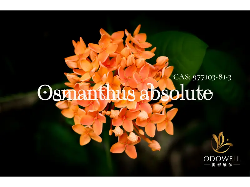 Osmanthus Absolutus - ODOWELL Signature Naturalis pro Floralibus Orientalibus Eleganter